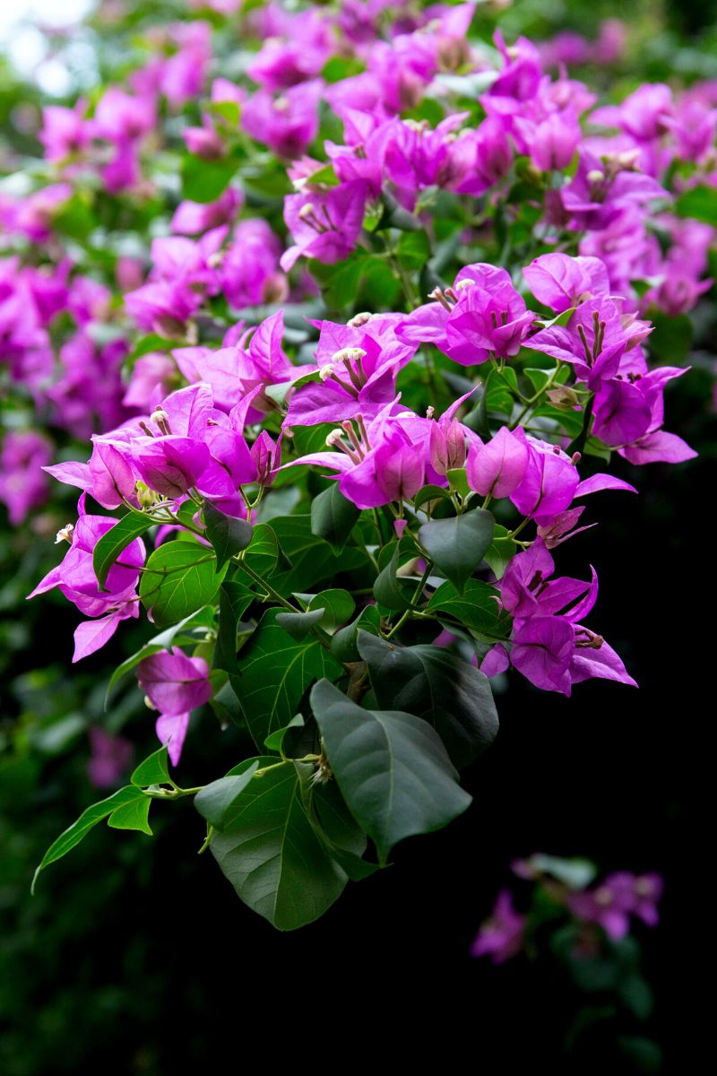 Mother's Day plant Bougainvillea