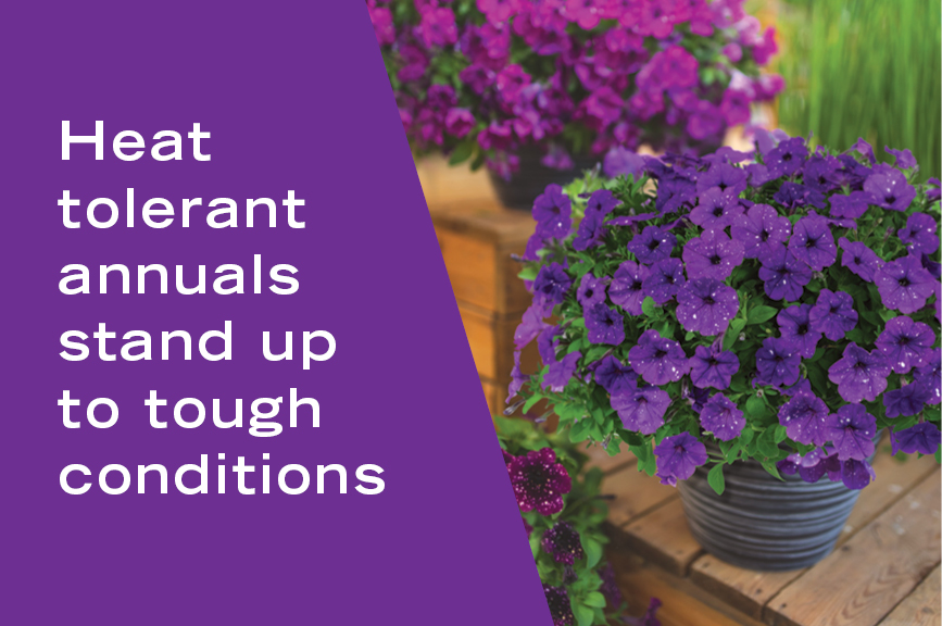 Keep Annuals Looking Better Longer by Choosing the Right Varieties Heat Tolerant Annuals