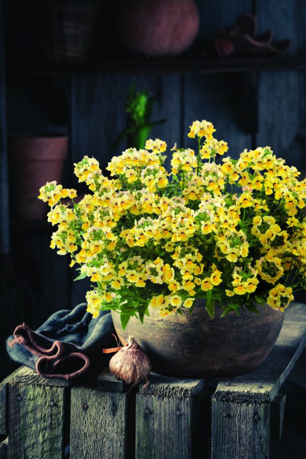 Keep Annuals Looking Better Longer by Choosing the Right Varieties Nesia Nemesia