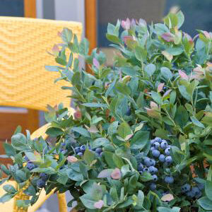 How to Grow Blueberries in Pots BrazelBerries® Pink Icing™ Blueberry