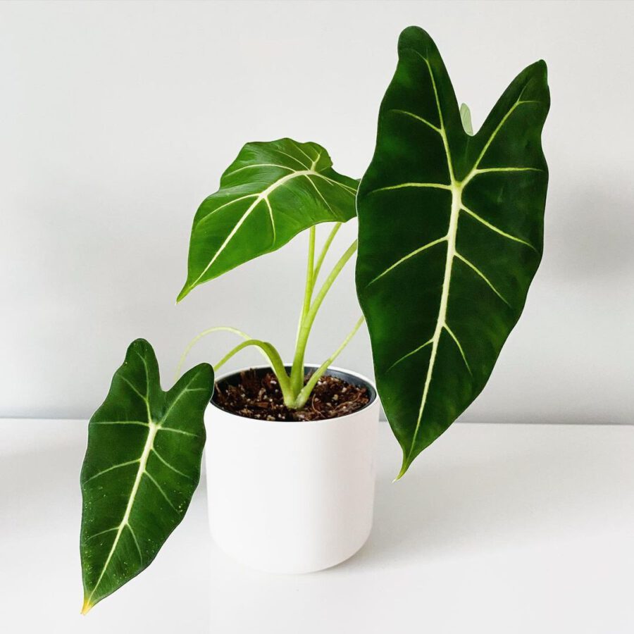potted alocasia frydek micholitziana potted alocasia frydek micholitziana