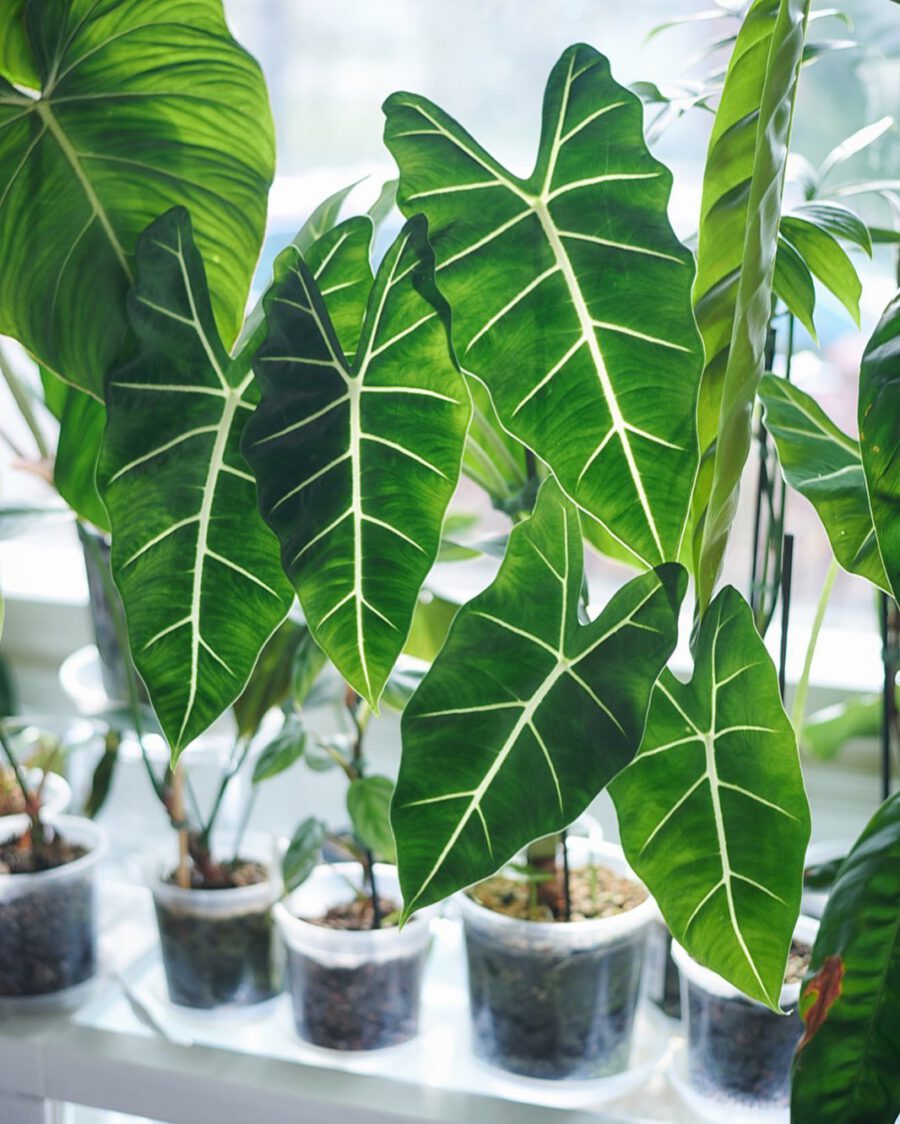 leaves of Alocasia Micholitziana Frydek leaves of Alocasia Micholitziana Frydek