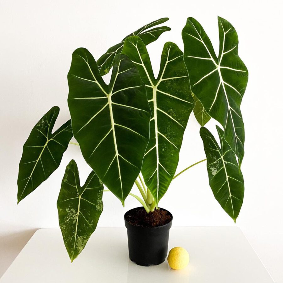 big splendid leaves of Alocasia frydek micholitziana in a pot big splendid leaves of Alocasia frydek micholitziana in a pot