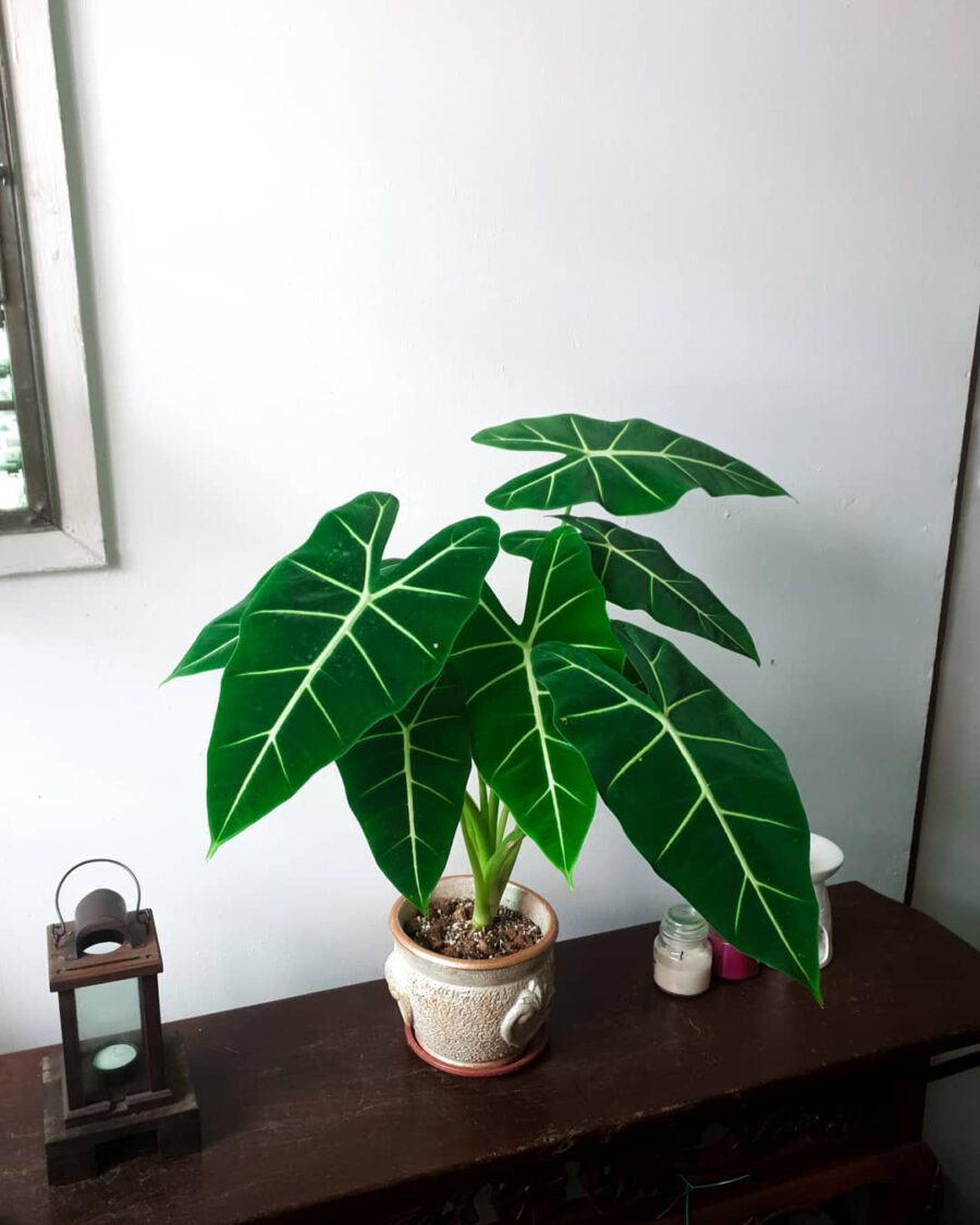dark green leaves of Alocasia Micholitziana Frydek dark green leaves of Alocasia Micholitziana Frydek