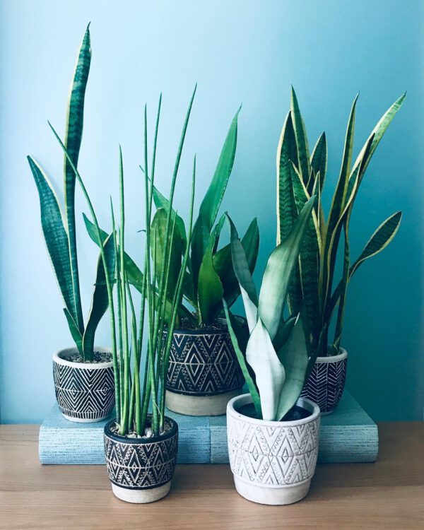 Sansevieria snake plant Family Portrait multiple snake plant varieties portrayed together