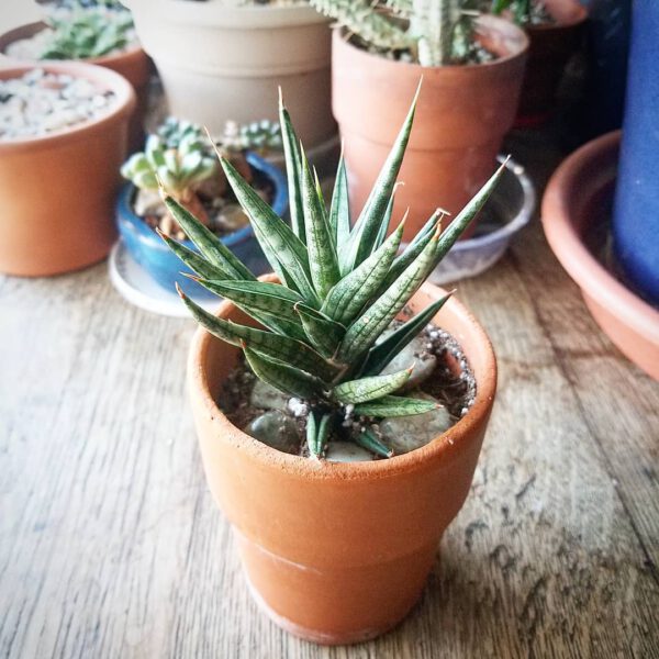 Sansevieria Francisii snake plant snake plant type - Sansevieria Francisii