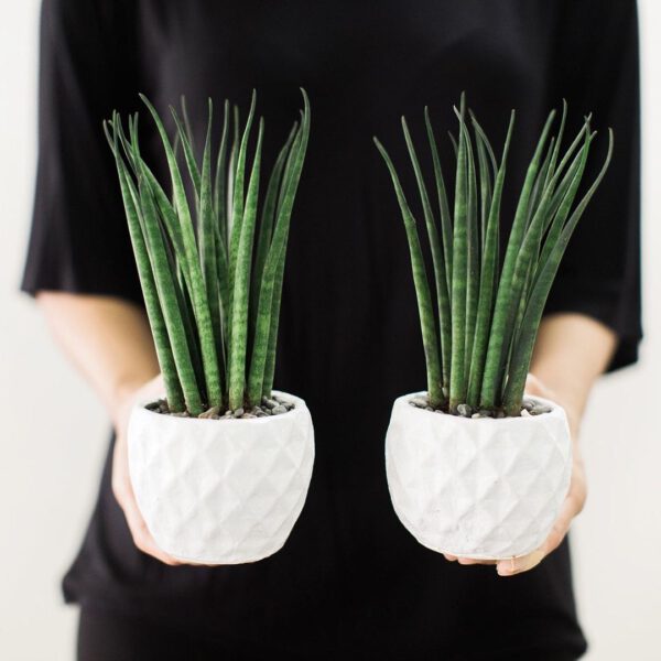 Sansevieria Bacularis snake plant variety - Sansevieria Bacularis