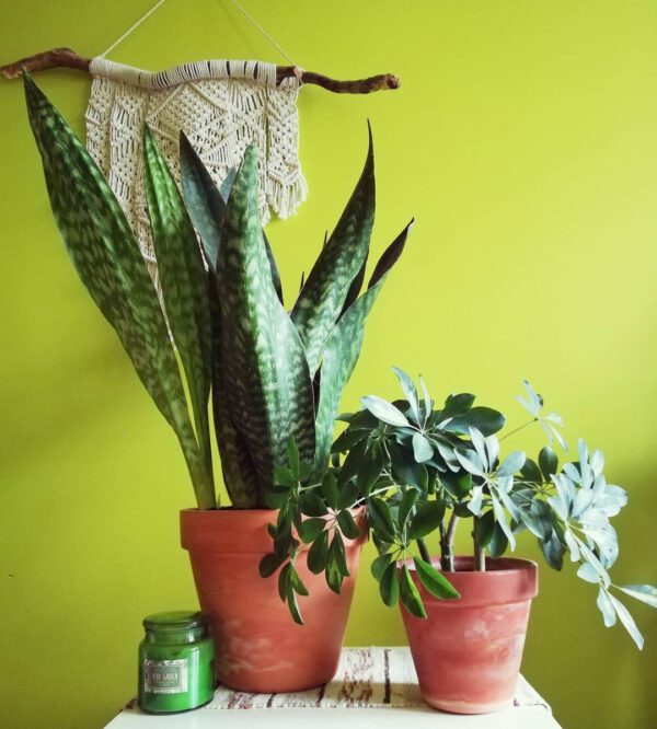 Sansevieria Hyacinthoides snake plant varieties - Sansevieria Hyacinthoides