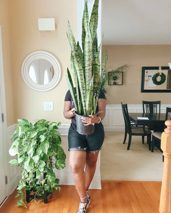 snake plant Sansevieria zeylanica a unique variety of Snake plants - Sansevieria zeylanica