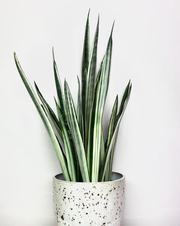  Snake plants Sansevieria Trifasciata