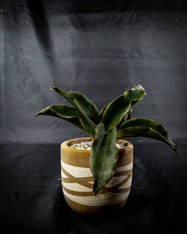 Snake Plant Varieties Sansevieria Subspicata Snake Plant Varieties - Sansevieria Subspicata