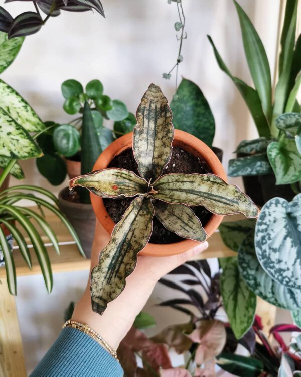 Sansevieria Kirkii snake plant Sansevieria Kirkii snake plant