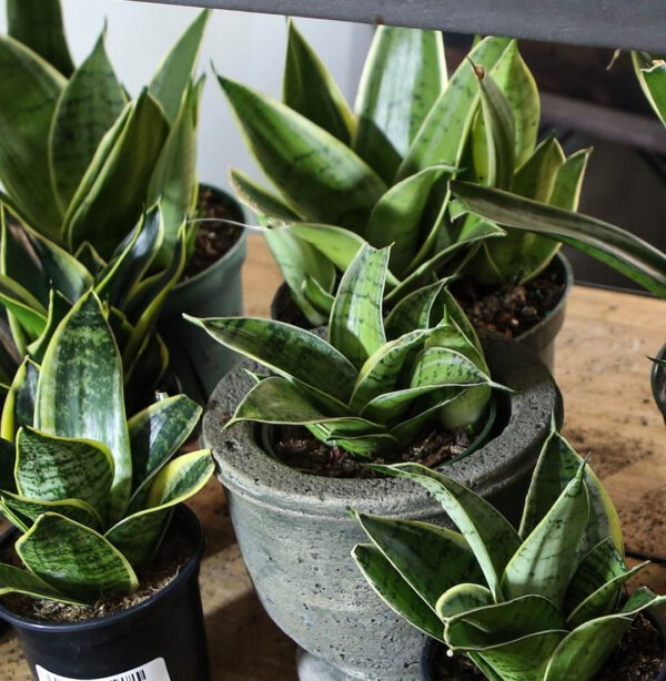 10 Snake Plant Varieties Sansevieria Hahnii 10 Snake Plant Varieties - Sansevieria Hahnii
