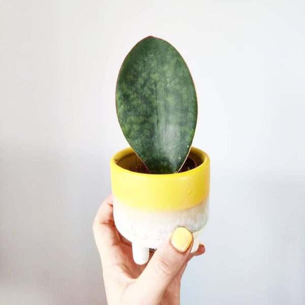 snake plant Sansevieria Masoniana snake plant - Sansevieria Masoniana