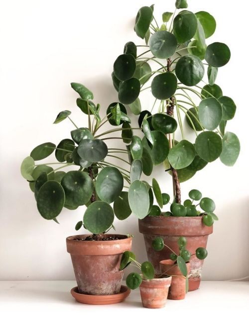 Pilea Peperomioides - Pet-Friendly Houseplants Safe for Cats and Dogs - on thursd
