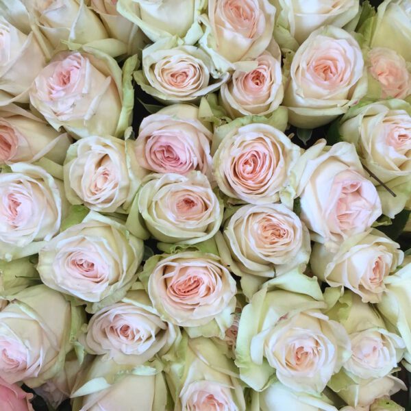 The 10 Best Scented Roses For 2021 White O'Hara Rose