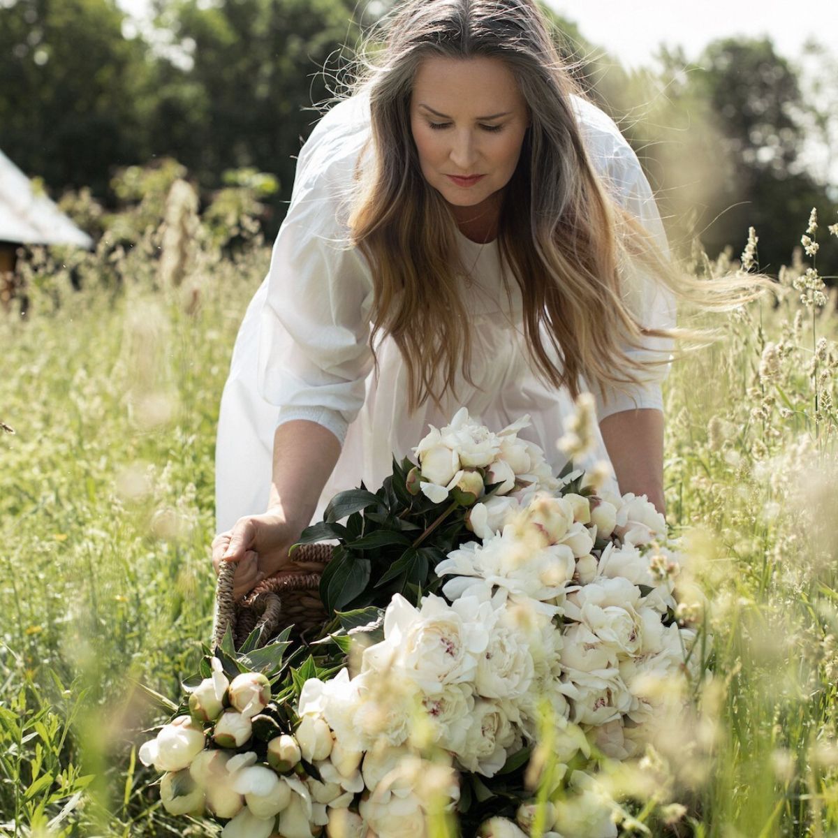 Woman picking up beautiful white peonies in field