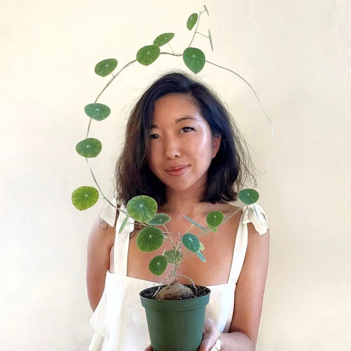 Person with a beautiful Stephania Erecta plant Person with a beautiful Stephania Erecta plant
