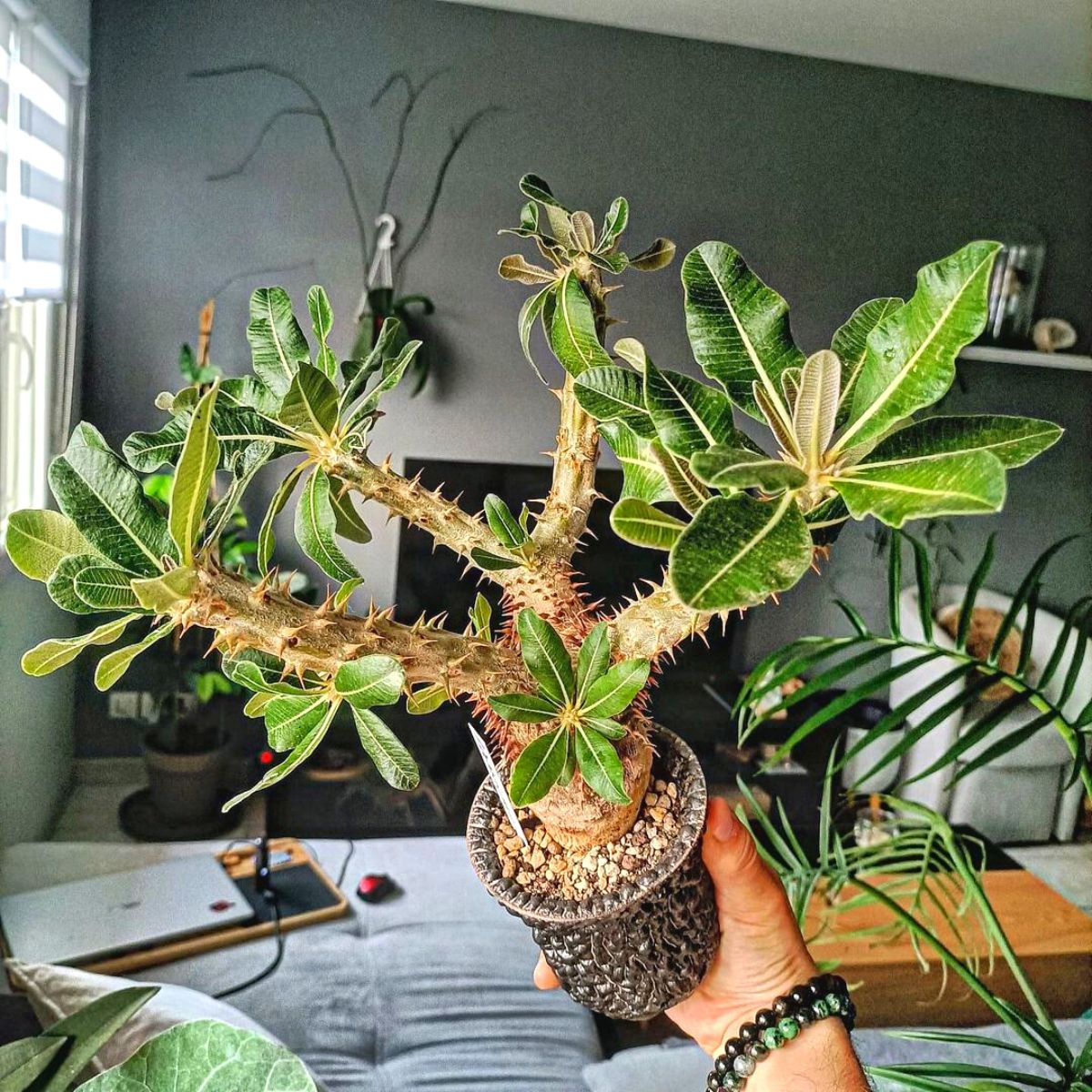 Variety of caudex plants Variety of caudex plants