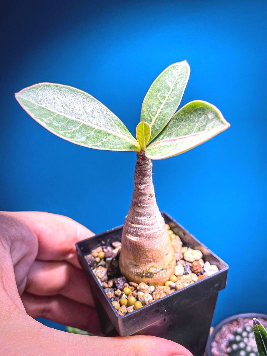 Are caudex plants succulents Are caudex plants succulents