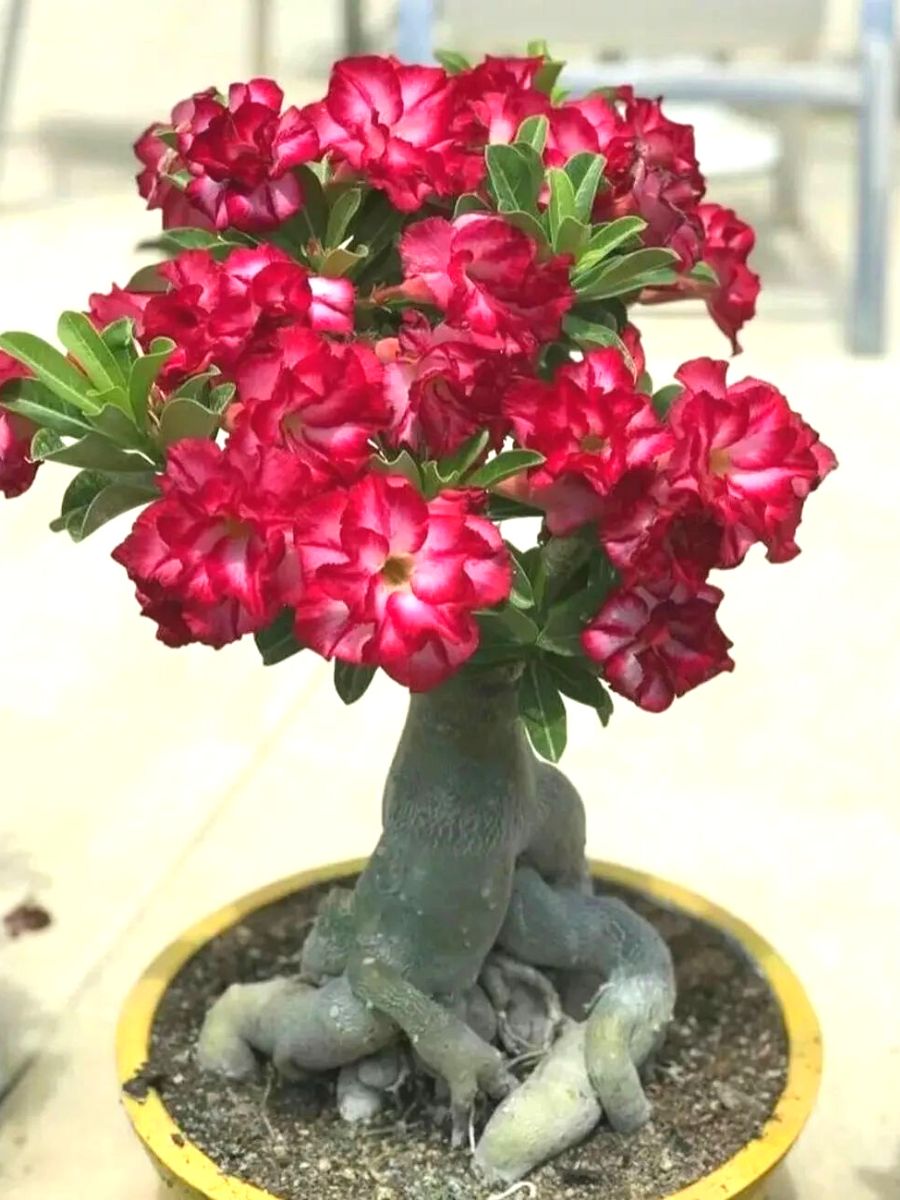 Desert Rose caudex plant Desert Rose caudex plant