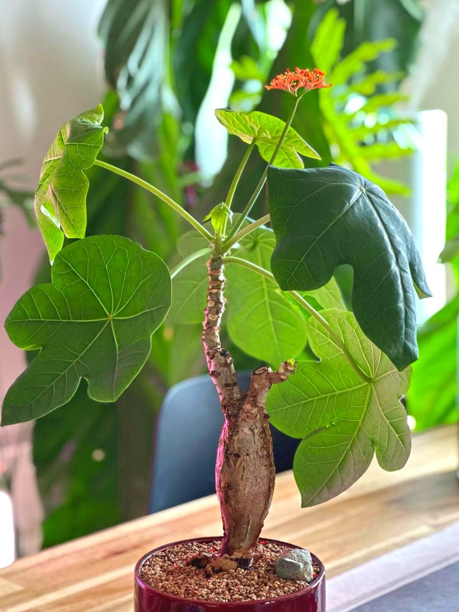 One of the most amazing caudex plants Buddha Belly Plant Jatropha Podagrica