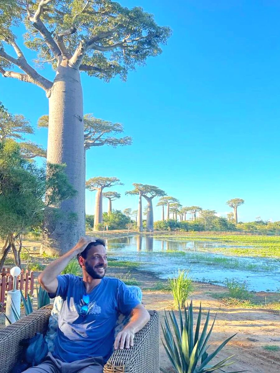 Baobab trees are part of the caudex plants