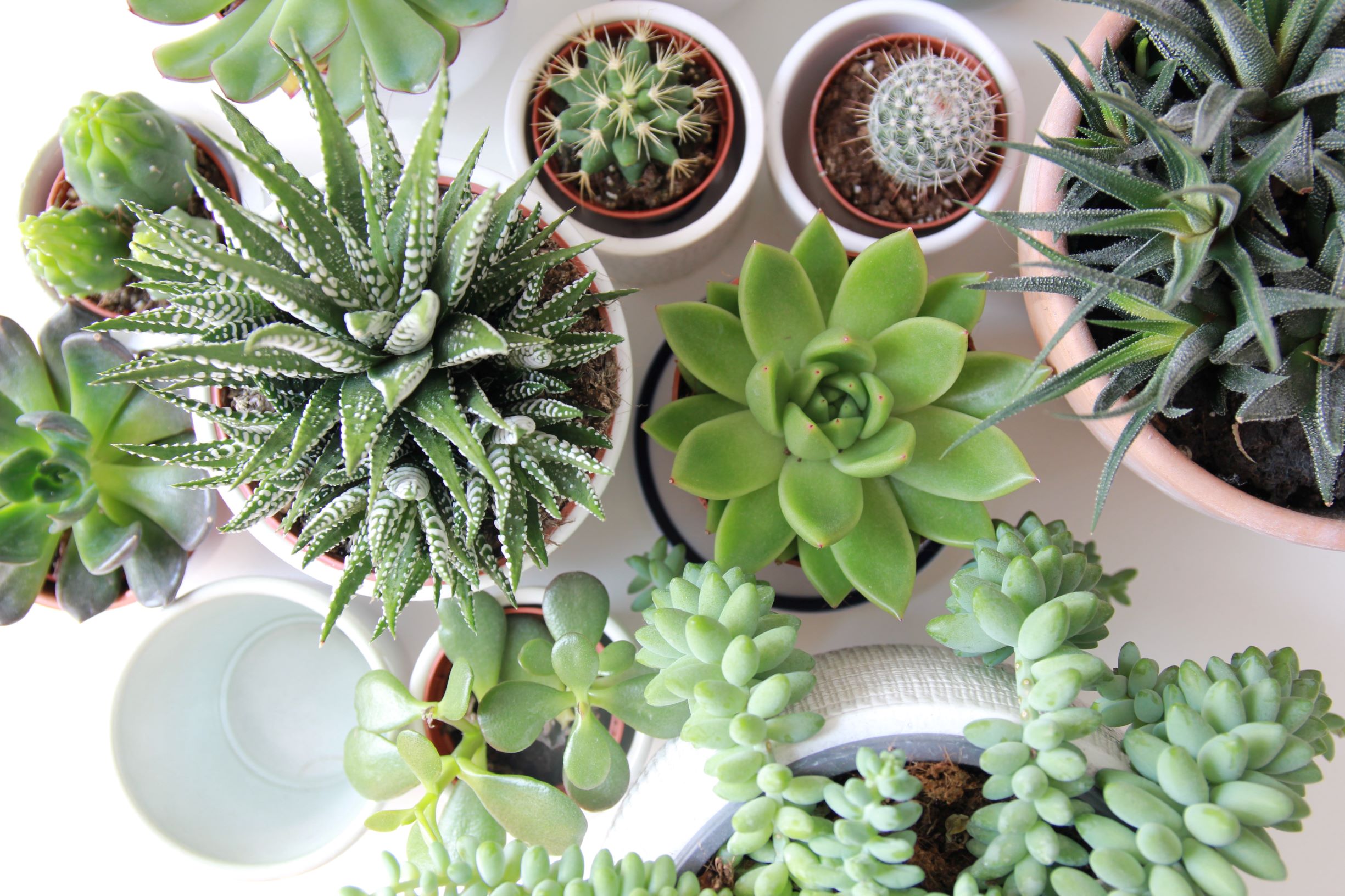Succulent Care Guide - How to Care for Succulents potted succulents