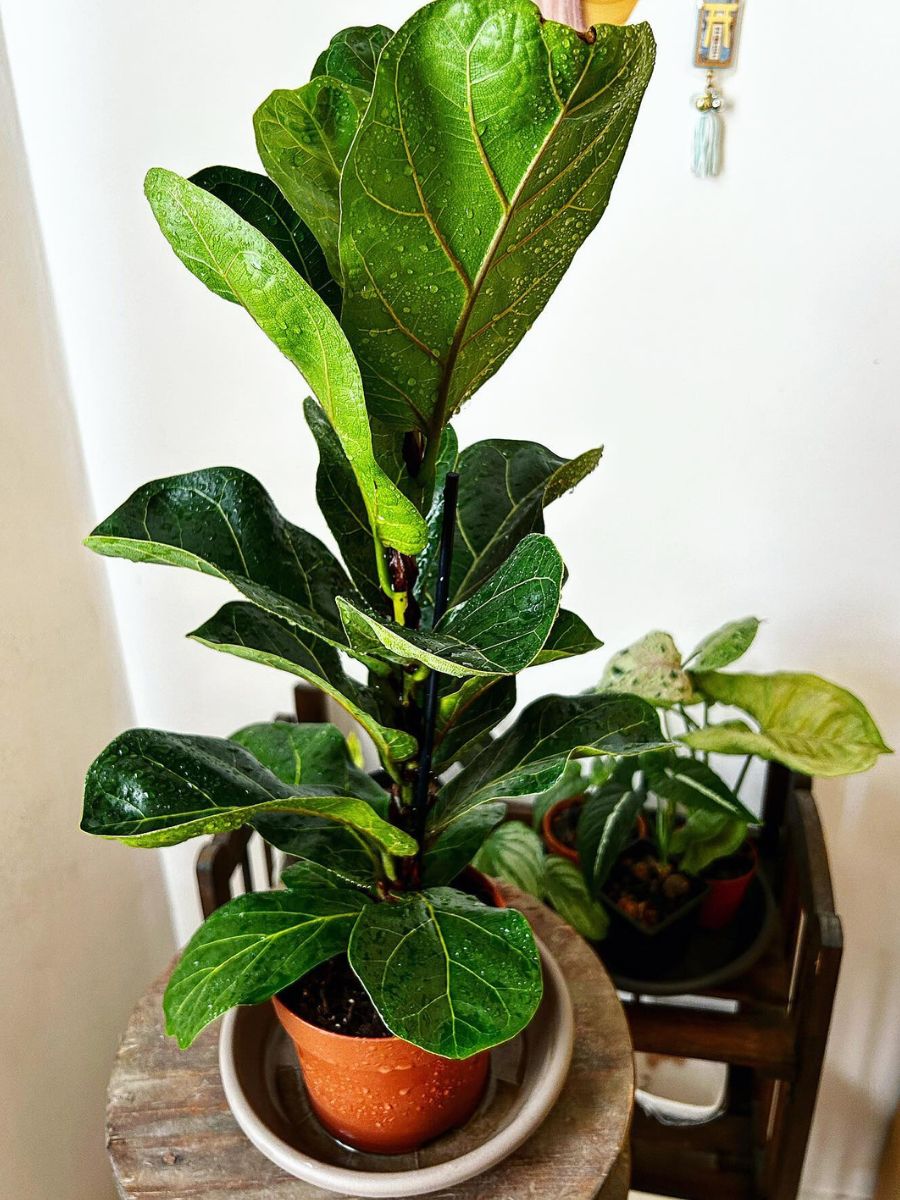 Fiddle-leaf fig living room plants