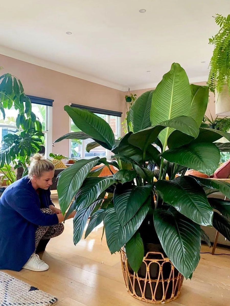 living room plants