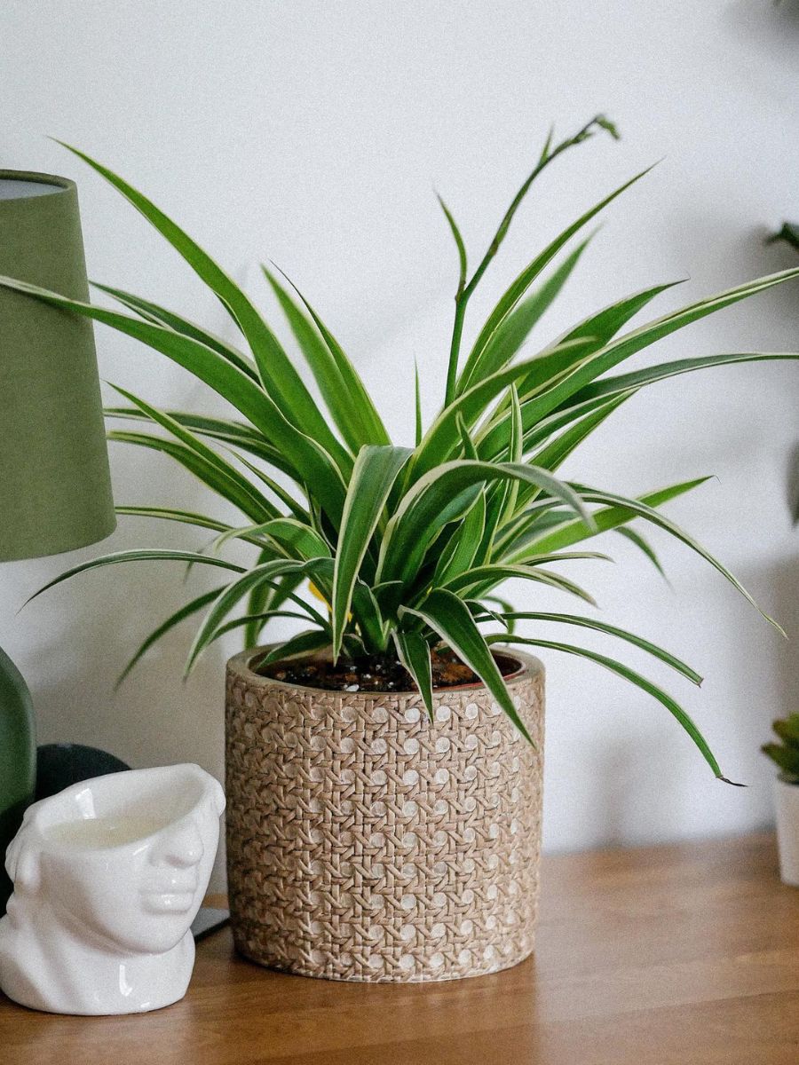 living room plants