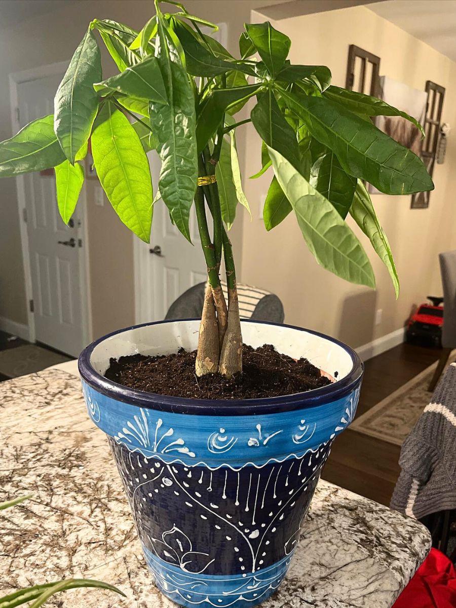 Money Tree living room plants
