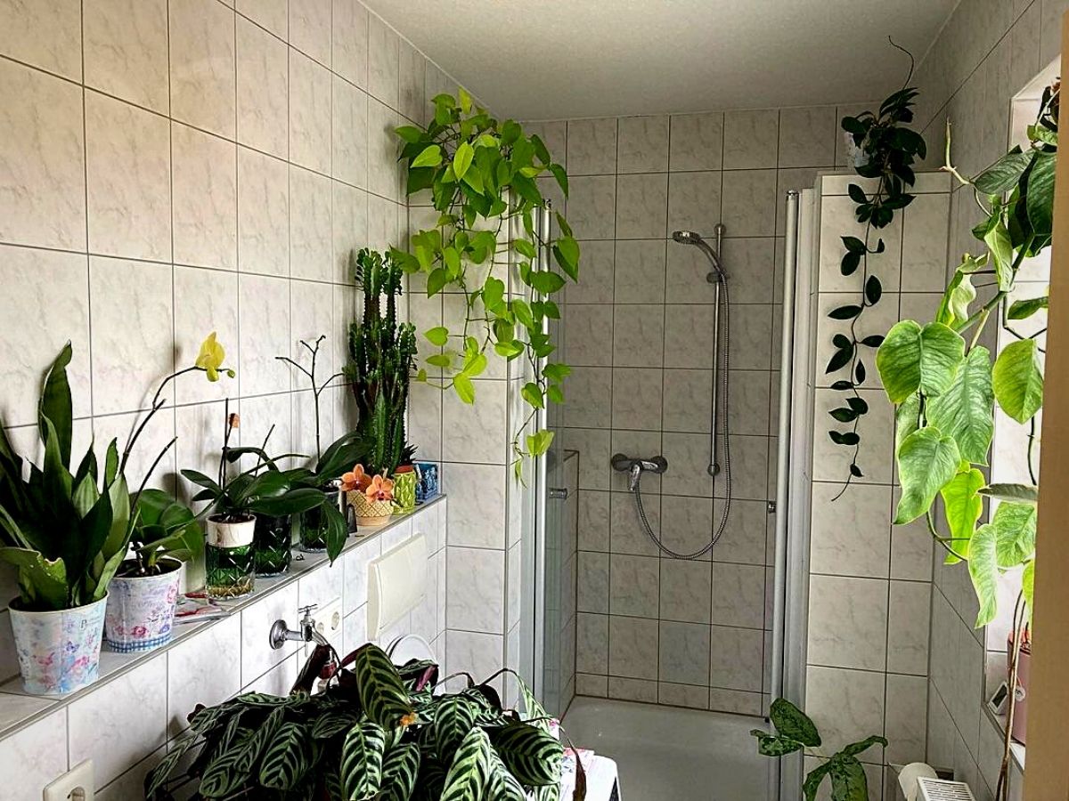 bathroom plants Bathroom Plants That Absorb Moisture