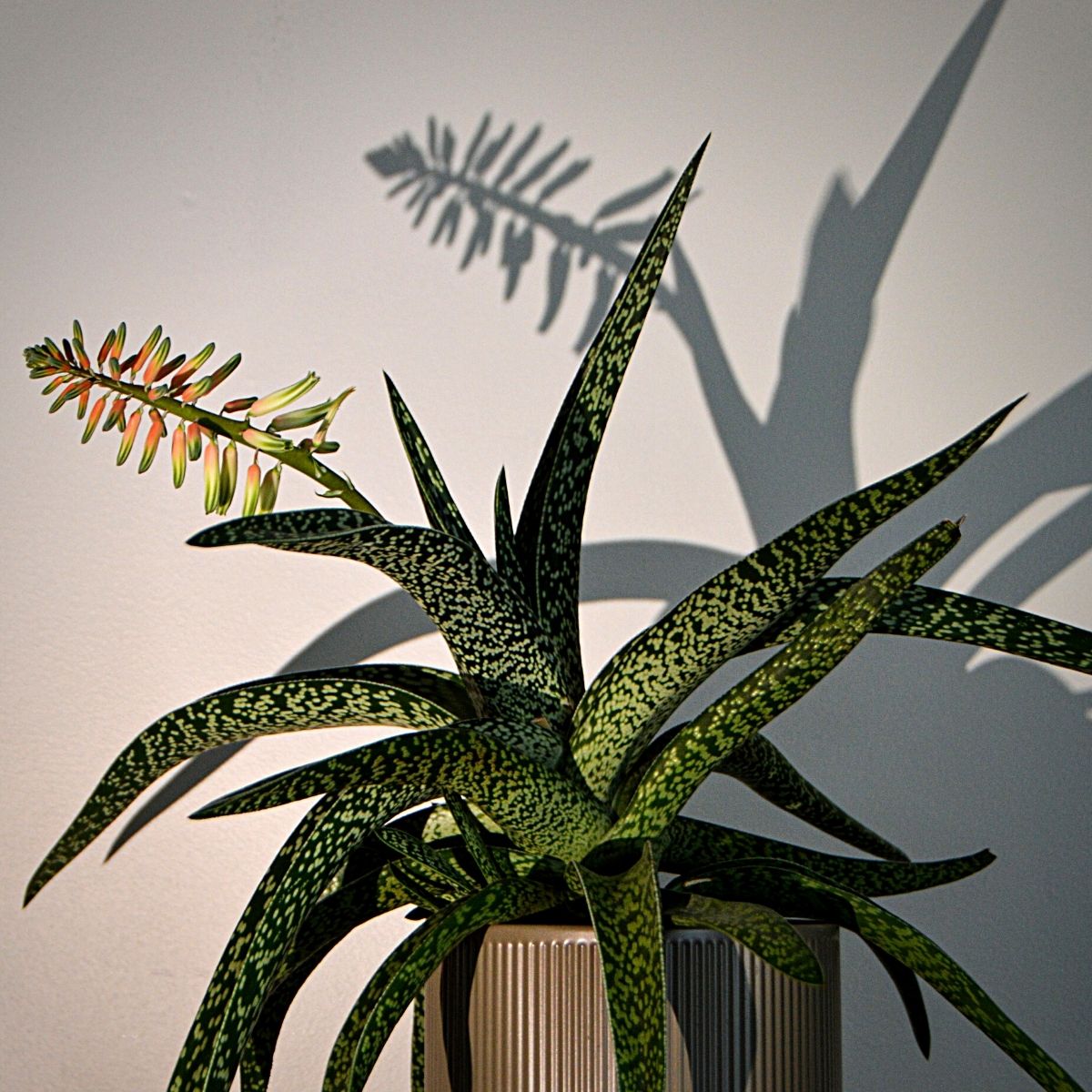 aloe vera Bathroom Plants That Absorb Moisture
