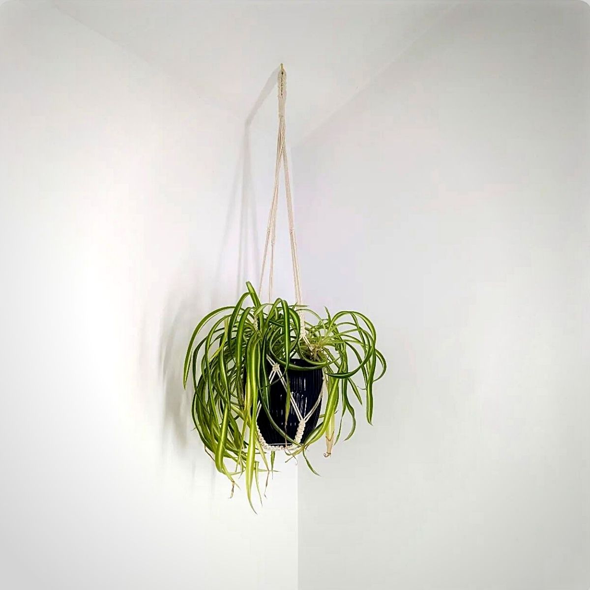 spider plant Bathroom Plants That Absorb Moisture