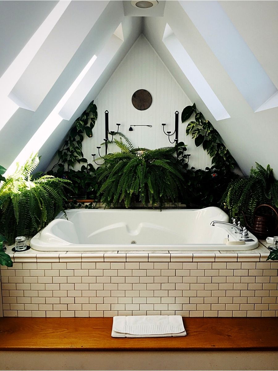 bathroom plants Bathroom Plants That Absorb Moisture