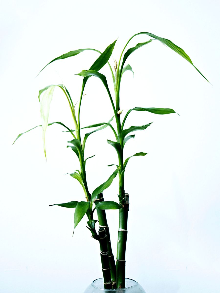 bamboo Bathroom Plants That Absorb Moisture