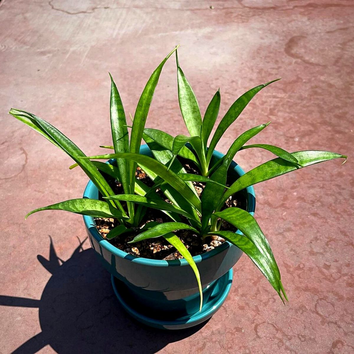 snake plant Bathroom Plants That Absorb Moisture