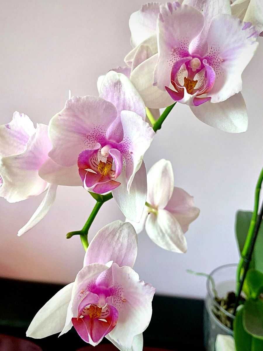 orchids Bathroom Plants That Absorb Moisture