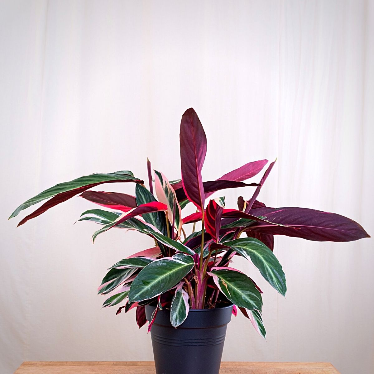 bathroom plants Bathroom Plants That Absorb Moisture
