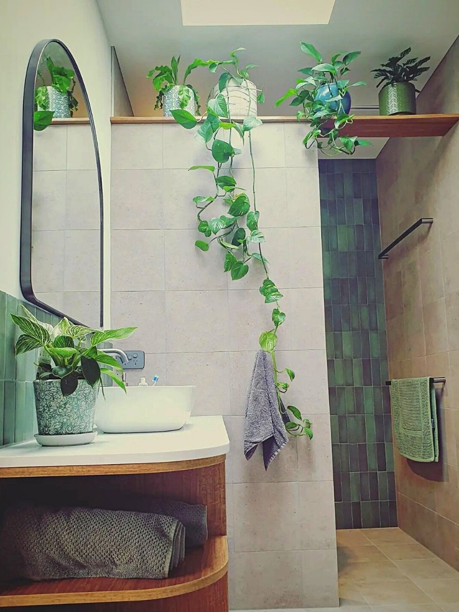 bathroom plants Bathroom Plants That Absorb Moisture