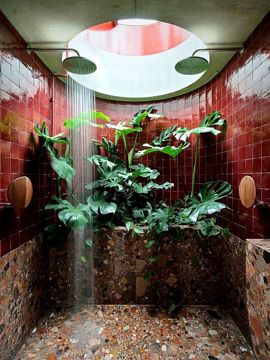 bathroom plants Bathroom Plants That Absorb Moisture