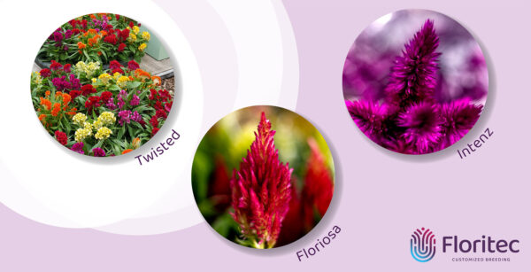 TOTF2021SE 05 Floritec 21 Celosia Series