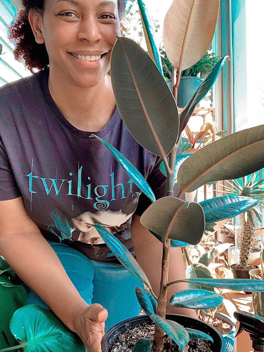 Rubber Tree Tall Houseplants
