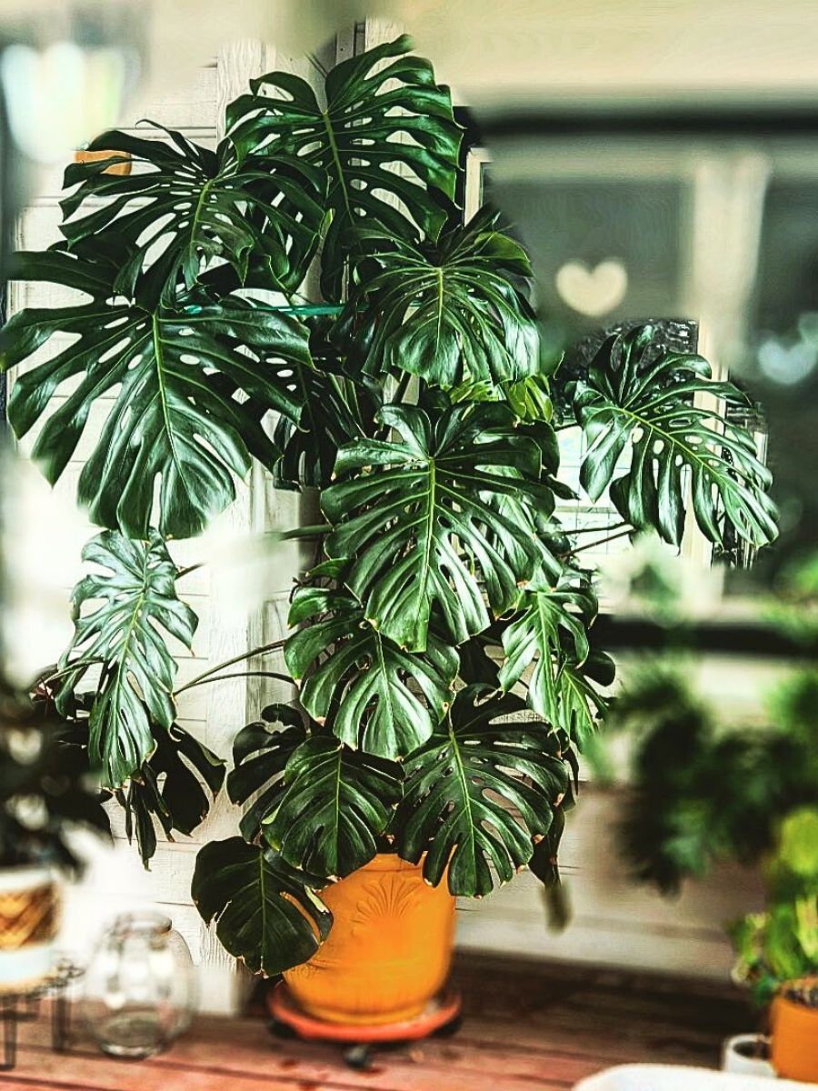 Monstera deliciosa Tall houseplants