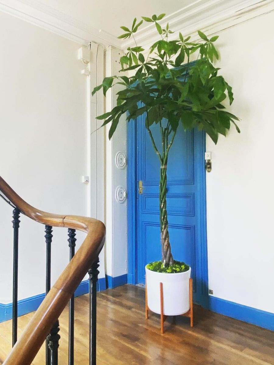 Tall houseplants