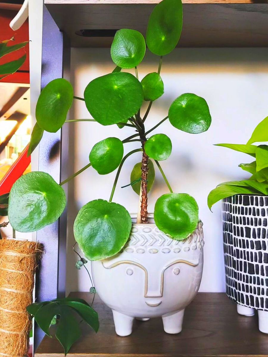 Chinese money plant at home for good energy Chinese money plant at home for good energy