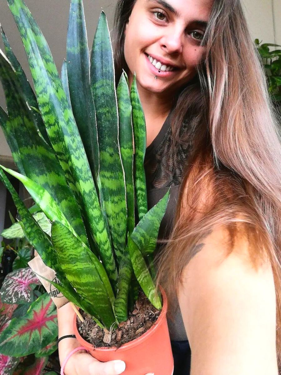 Snake plant with happy owner Snake plant with happy owner