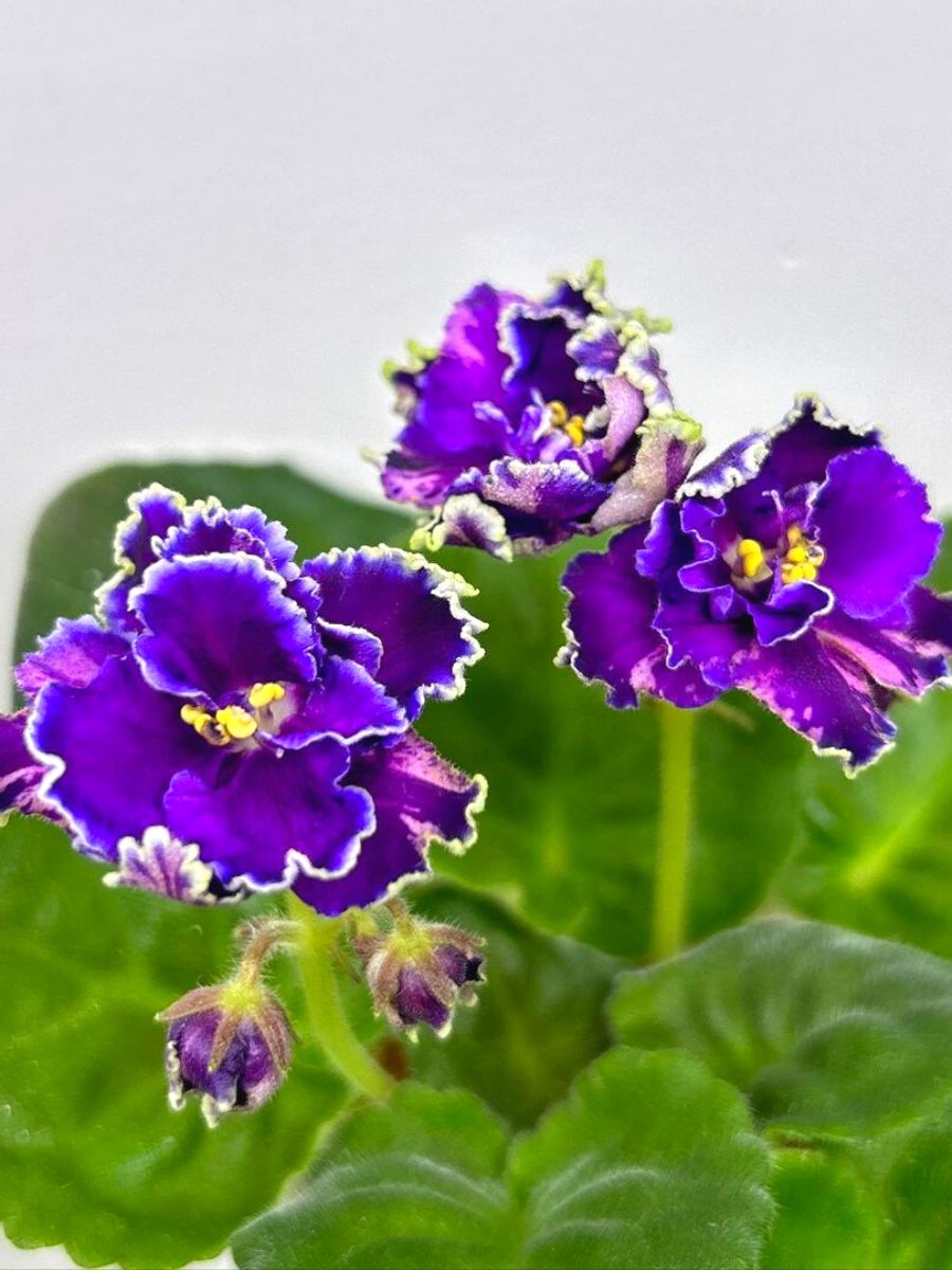 African violets one of the ten best feng shui plants to have African violets one of the ten best feng shui plants to have
