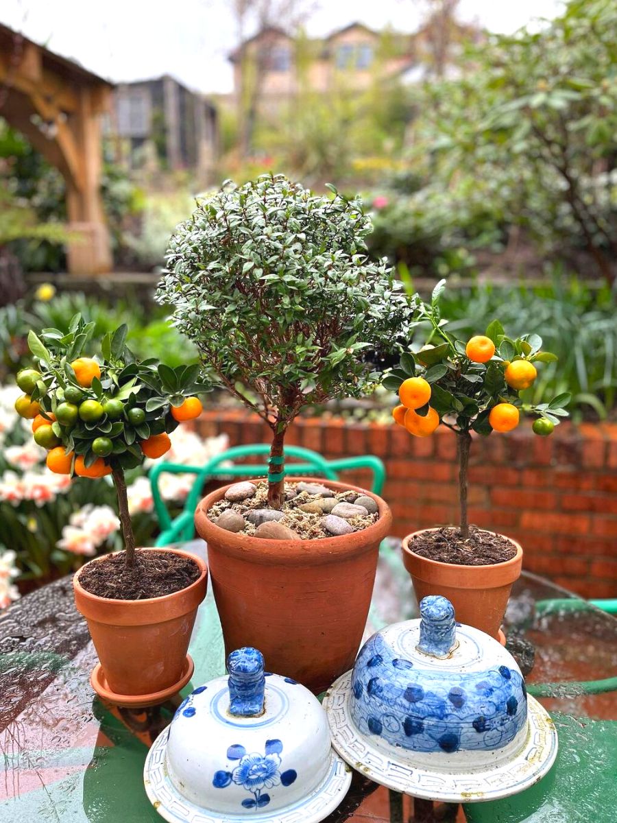 Citrus tree will attract good luck and energy into any home Citrus tree will attract good luck and energy into any home